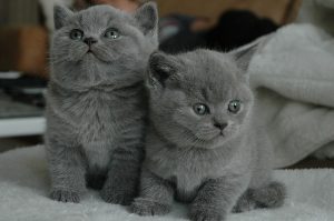 محبوب ترین نژاد گربه ها - بریتانیایی