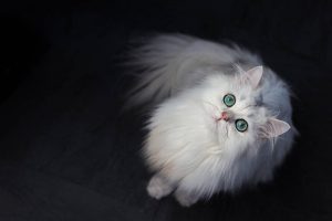محبوب ترین نژاد گربه ها - چین چیلا
