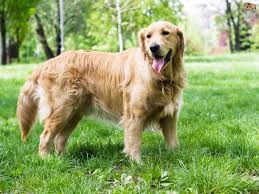محبوب ترین نژاد سگ ها-گلدن رتریور