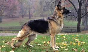 محبوب ترین نژاد سگ ها-ژرمن شپرد