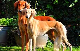 محبوب ترین نژاد سگ ها-سالوکی