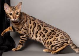 محبوب ترین نژاد گربه ها - بنگال
