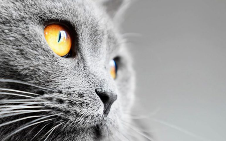 محبوب ترین نژاد گربه ها معر فی ۱۱ نژاد محبوب گربه ها و رفتار و خلق و خوی آنها