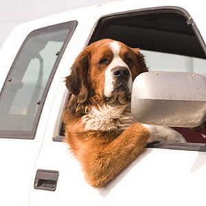 مراقبت از حیوان خانگی در ماشین