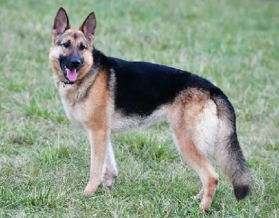 German Shepherd